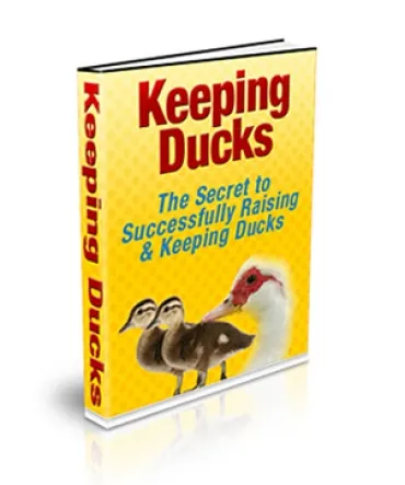 eCover representing Keeping Ducks eBooks & Reports with Private Label Rights