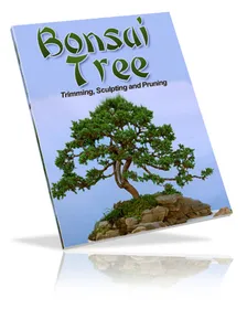 Bonsai Tree small