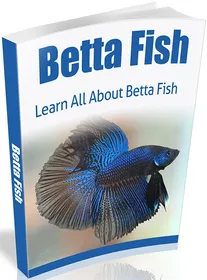 Betta Fish small