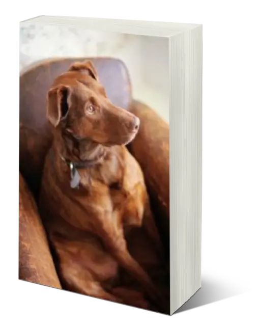 eCover representing Perfect Handbook for Imperfect Dog Owners eBooks & Reports with Master Resell Rights